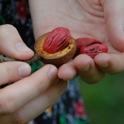 Close-up of a person's hands holding two nutmeg.