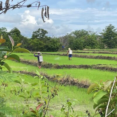 Farm workers in Sitio Damsite spraying two week old rice plants. Credit:Eric D U Gutierrez.