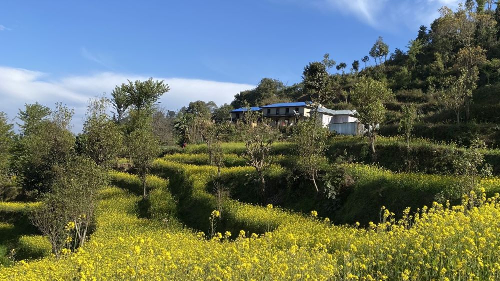 A building near a mustard field in bloom in a Nepalese village, 2021. Used with permission from the author.